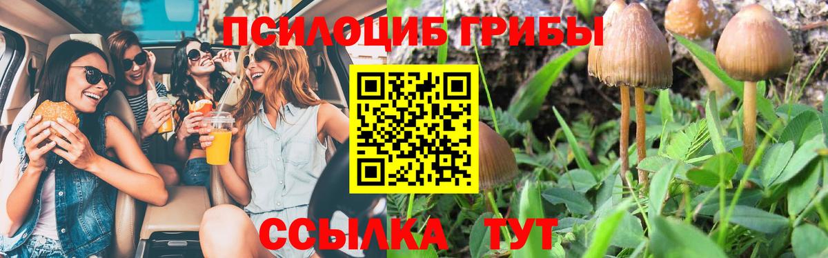 Псилоцибиновые грибы Psilocybe Усолье-Сибирское